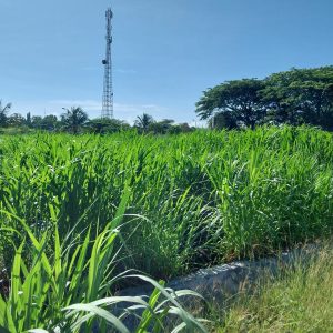 Pakan Hijau Panen Cepat untuk Ternak Sehat dan Produktif