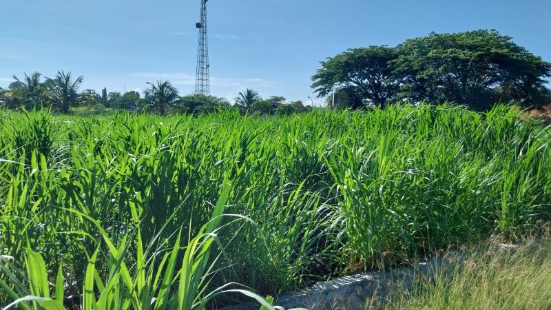 Pakan Hijau Panen Cepat untuk Ternak Sehat dan Produktif