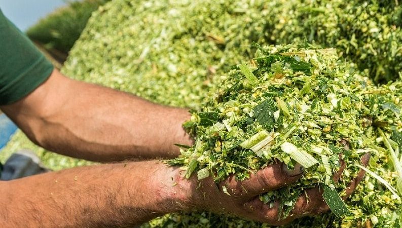 Hijauan Nutrisi Alami Ternak untuk Meningkatkan Produktivitas