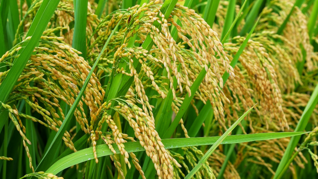 Mesin Perontok Padi Otomatis yang Efisien