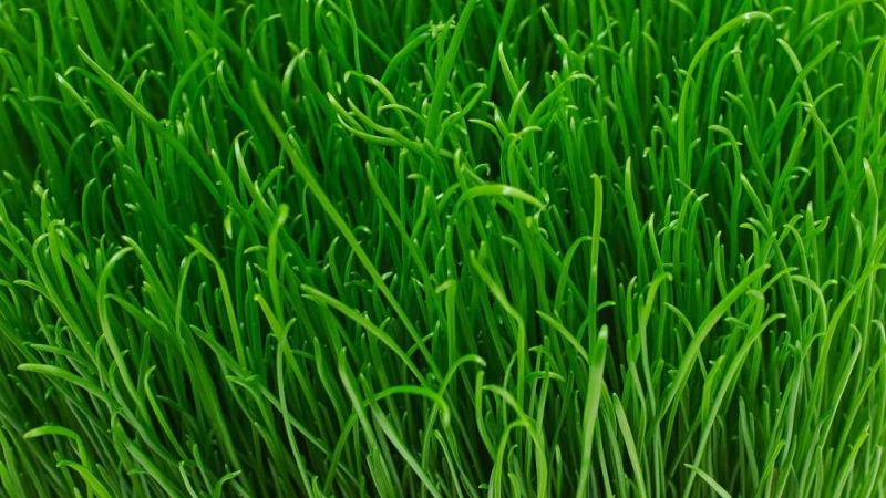 Keunggulan Pencacah Rumput Pakan Ternak Berkualitas Tinggi